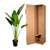 Baumstrelitzie – Strelitzia augusta – Ansicht 3