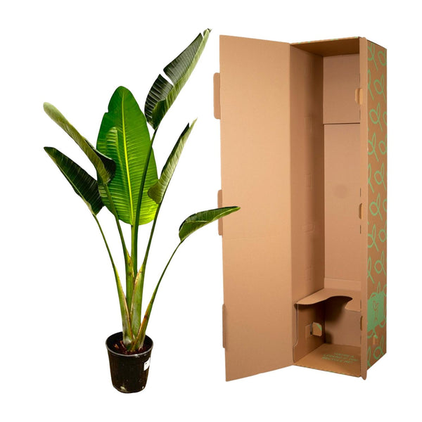Baumstrelitzie – Strelitzia augusta – Ansicht 3