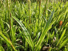 Japan-Segge ‚Aureovariegata' – Carex morrowii – Ansicht 5