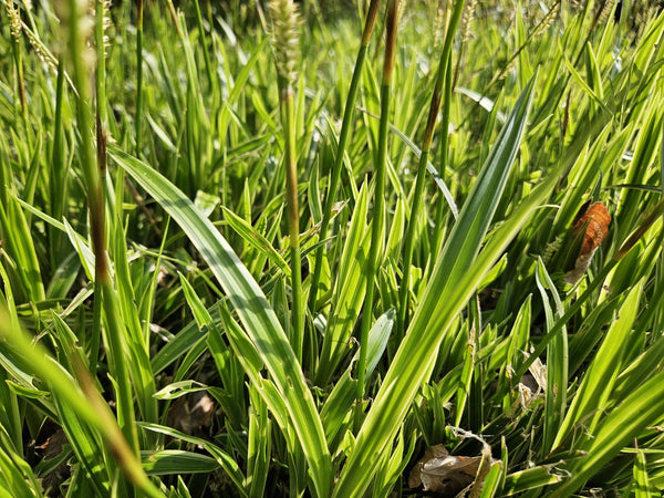 Japan-Segge ‚Aureovariegata' – Carex morrowii – Ansicht 5