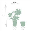 Zimmerpflanzen-Set „Strelitzie & Monstera" – Strelitzia nicolai und Monstera deliciosa mit Korb – Ansicht 4