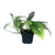 Efeutute ‚Cebu Blue' – Epipremnum pinnatum – Ø 12 cm · 20 cm