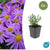 Kissen-Aster ‚Prof. Anton Kippenberg' – Aster dumosus – 6 Stück