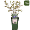 Heidelbeere ‚Reka' – Vaccinium corymbosum – Ansicht 8