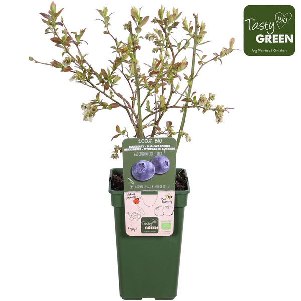 Heidelbeere ‚Reka' – Vaccinium corymbosum – Ansicht 8