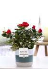 Rose – Rosa