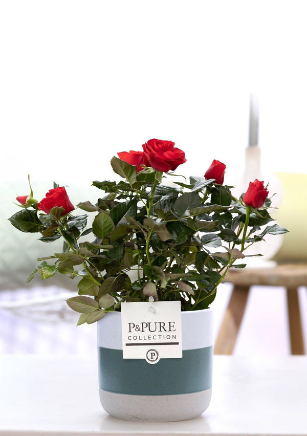 Rose – Rosa