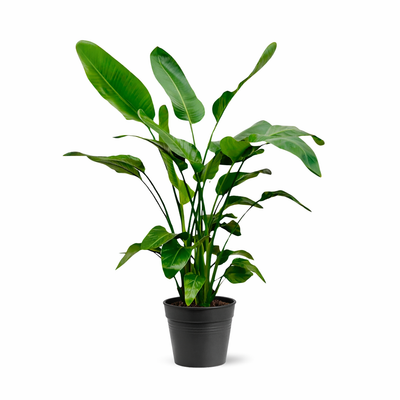 Baumstrelitzie – Strelitzia nicolai
