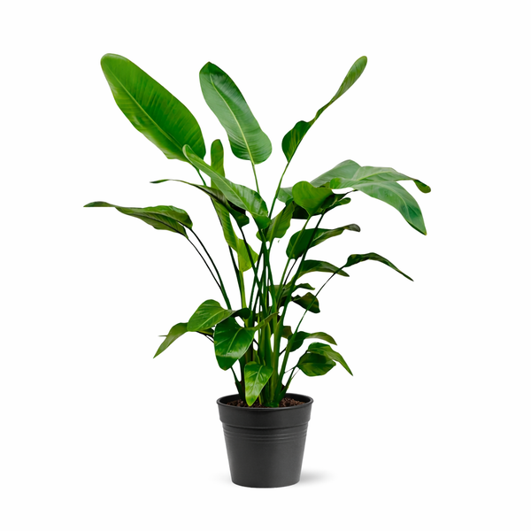 Baumstrelitzie – Strelitzia nicolai – Ø 21 cm · 140-150 cm, ohne Übertopf, 1 Stück