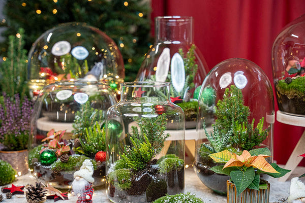 Winter-Flaschengarten-Set „Tinsel" – DIY-Terrarium mit Pflanzen
