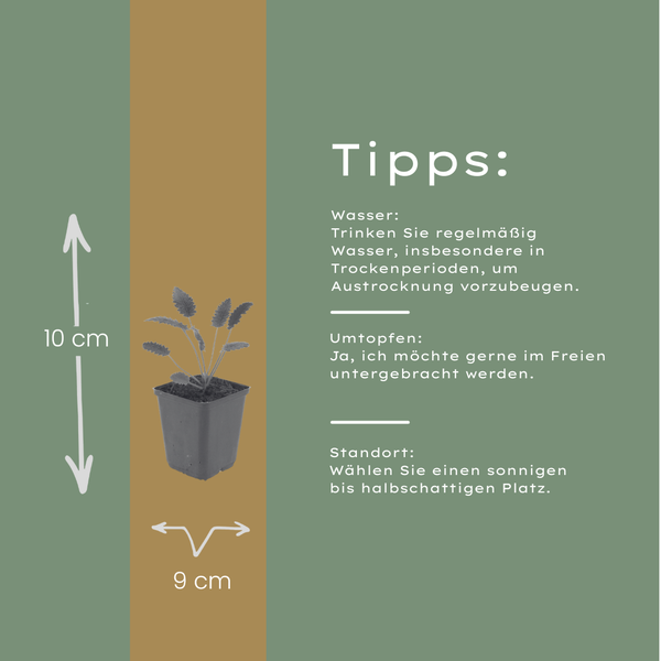 Großer Wiesenknopf ‚Tanna' – Sanguisorba officinalis – Ansicht 4
