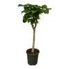 Ficus umbellata Stamm