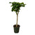 Ficus umbellata Stamm
