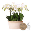 Orchideen-Set „Mono Bouquet“ – 3 weiße Phalaenopsis ‚Gent'