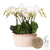 Orchideen-Set „Mono Bouquet“ – 3 weiße Phalaenopsis ‚Gent'