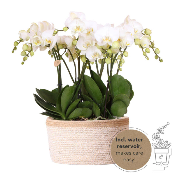 Orchideen-Set „Mono Bouquet“ – 3 weiße Phalaenopsis ‚Gent'