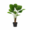 Kunstpflanzen-Duo „XL“ – Licuala-Palme & Kapuzinerkresse 110 cm – im Set enthalten: Kunstpflanze Licuala-Palme (Licuala grandis)