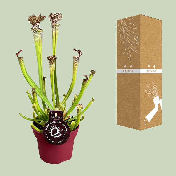 Schlauchpflanze – Sarracenia × farnhamii – Ansicht 3