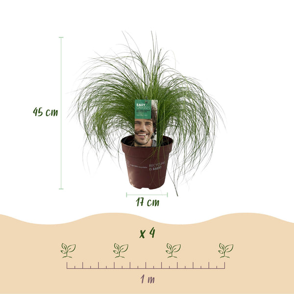 Zartes Federgras ‚Pony Tails' – Stipa tenuifolia – Ansicht 3