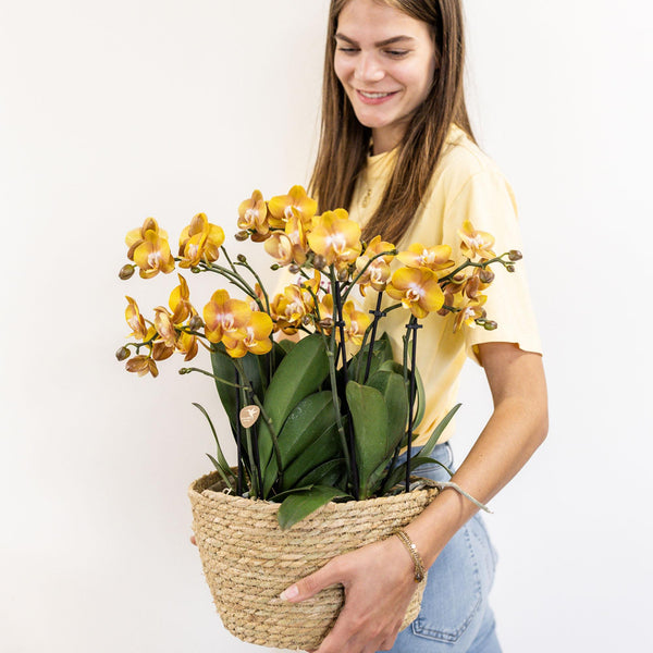 Orchideen-Set „Mono Bouquet“ – 3 orange Phalaenopsis ‚Las Vegas' – Ansicht 3