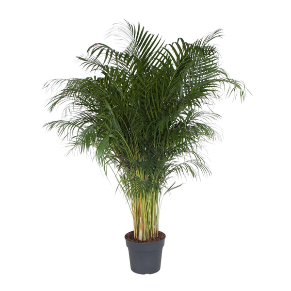 Goldfruchtpalme – Dypsis lutescens