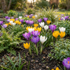 Botanische Krokusse Mischung – Crocus – Ansicht 2