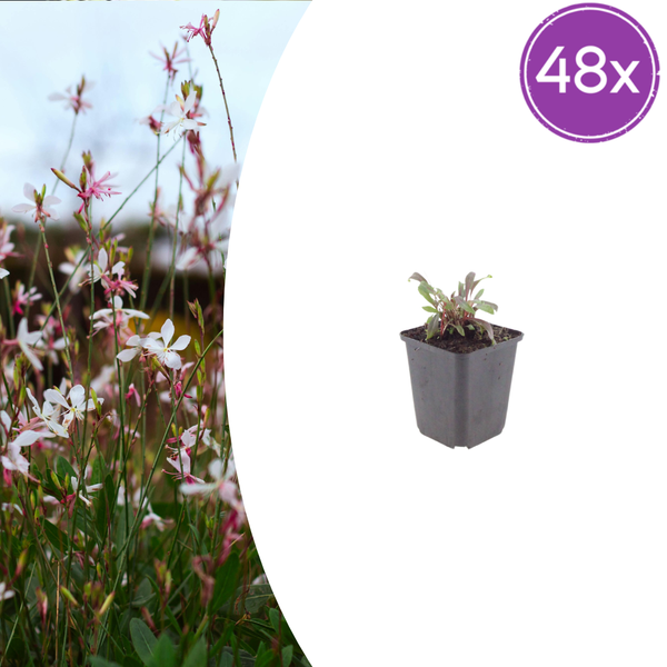 Prachtkerze ‚Siskiyou Pink' – Gaura lindheimeri