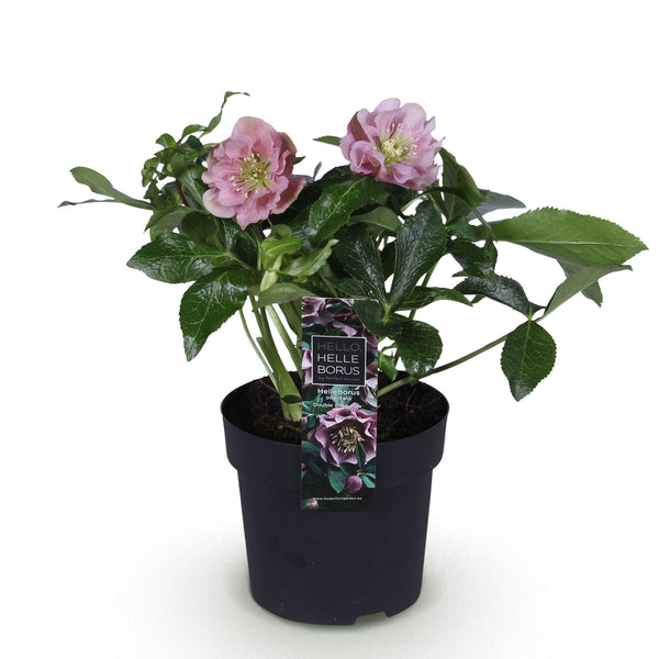 Lenzrose ‚Double Ellen Pink' – Helleborus orientalis – Ansicht 2