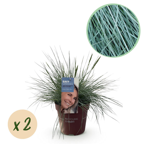 Blauschwingel ‚Intense Blue' – Festuca glauca