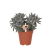 Crassula ovata ‚Tarantula'