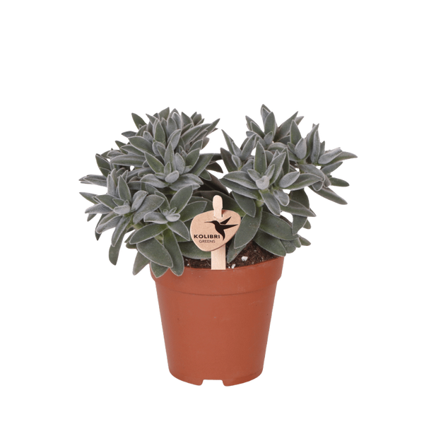 Crassula ovata ‚Tarantula'