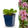 Bergenie – Bergenia cordifolia