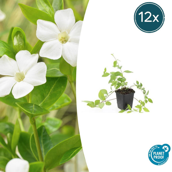 Großes Immergrün ‚Alba' – Vinca major