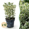Japanischer Spindelstrauch ‚White Spire' – Euonymus japonicus