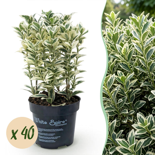 Japanischer Spindelstrauch ‚White Spire' – Euonymus japonicus