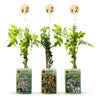Jasmin-Set „Tricolour“ – 3 Jasminarten in Gelb, Weiß und Rosa – Ansicht 2