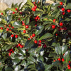 Stechpalme ‚Blue Maid' – Ilex meserveae – Ansicht 5