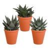 Sukkulenten-Set „Gasteria & Haworthia“ – 3 Sukkulenten – Ansicht 7