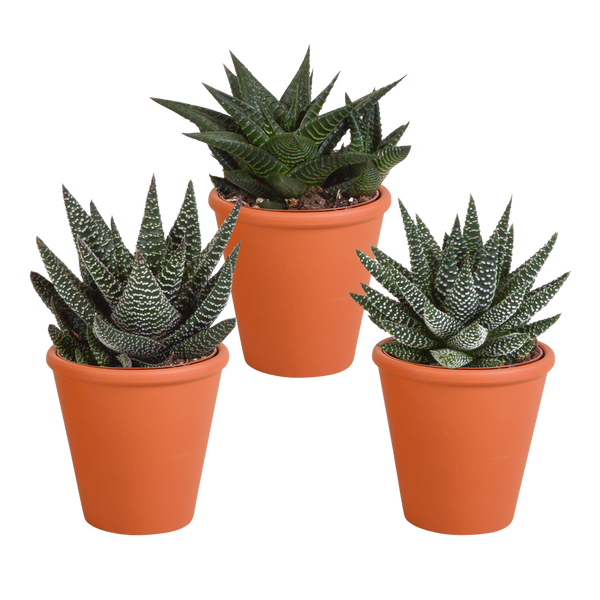 Sukkulenten-Set „Gasteria & Haworthia“ – 3 Sukkulenten – Ansicht 7