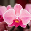 Orchidee ‚Narbonne Niagara Falls' – Phalaenopsis – Ansicht 2