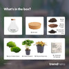 Flaschengarten-Set „Sammie Coffea“ – DIY-Terrarium mit Kaffeepflanze – Ansicht 3