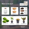 Flaschengarten-Set „Milky" – DIY-Terrarium mit Licht – Ansicht 3