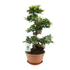 Ficus Ginseng Bonsai – Ficus microcarpa