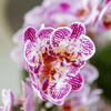 Schmetterlingsorchidee ‚Diamond Bora Bora' – Phalaenopsis – Ansicht 4