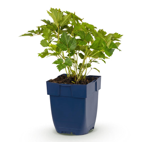 Chinesische Prachtspiere ‚Pumila' – Astilbe chinensis – 1 Stück