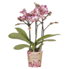 Schmetterlingsorchidee ‚Diamond Bora Bora' – Phalaenopsis