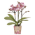Schmetterlingsorchidee ‚Diamond Bora Bora' – Phalaenopsis