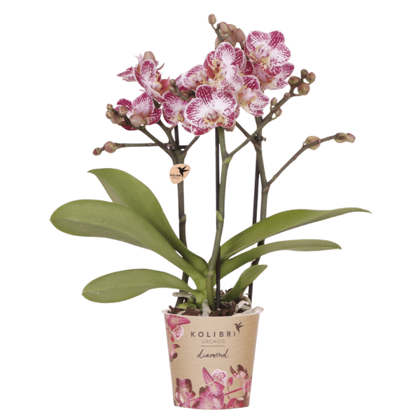 Schmetterlingsorchidee ‚Diamond Bora Bora' – Phalaenopsis