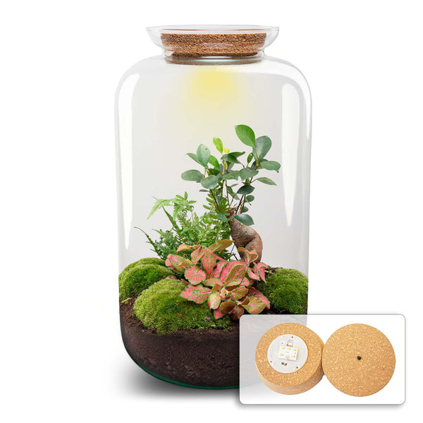 Flaschengarten-Set „Sven XL" – DIY-Terrarium mit Bonsai und Beleuchtung – Ansicht 2