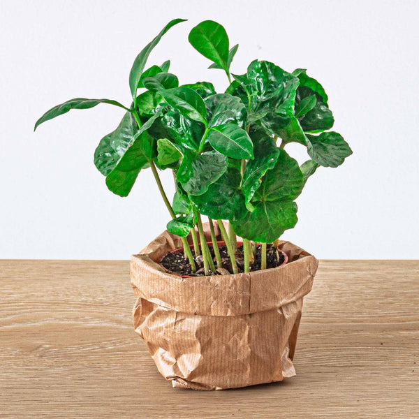Kaffeepflanze – Coffea arabica – Ansicht 3